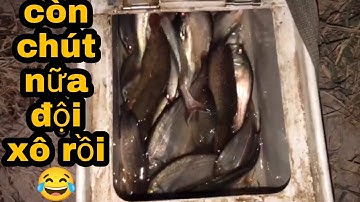 Câu Cá Rô Đồng.Hành Trình Tìm Cảm Giác Ở Kênh 61/@ninhfishing