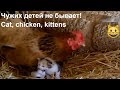 Чужих детей не бывает! Кошка с... цыплятами, а курица с котятами/Cat, chicken, kittens