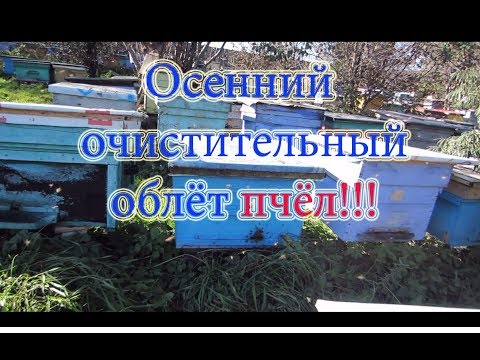 ОЧИСТИТЕЛЬНЫЙ ОБЛЁТ ПЧЁЛ ОСЕНЬЮ ПЕРЕД ЗИМОВКОЙ, ПЧЁЛЫ В ЗИМУ!!!🔥🔥🔥