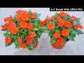 How to plant grow  care for sunpatiens the right way full info