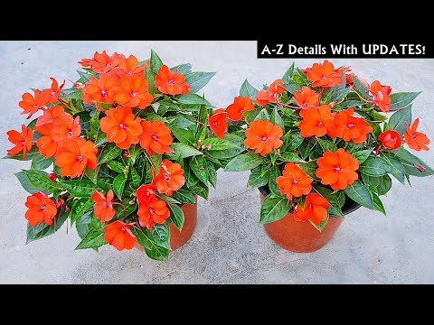 Video: Sunpatiens Plant Care - Groei Sunpatiens Plante In Die Tuin