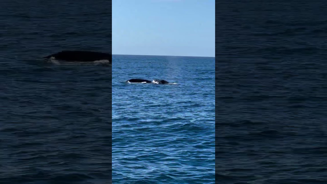 Double the fun out of Oceanside! 🐋☀️Gray whales spouting, fluking, and showing off in the sunshine.