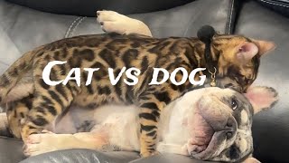 Cat VS Dog! #dog #cat