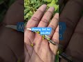 mung daal ka paudha#farming#home garden#plant care#gardening tips#viral video