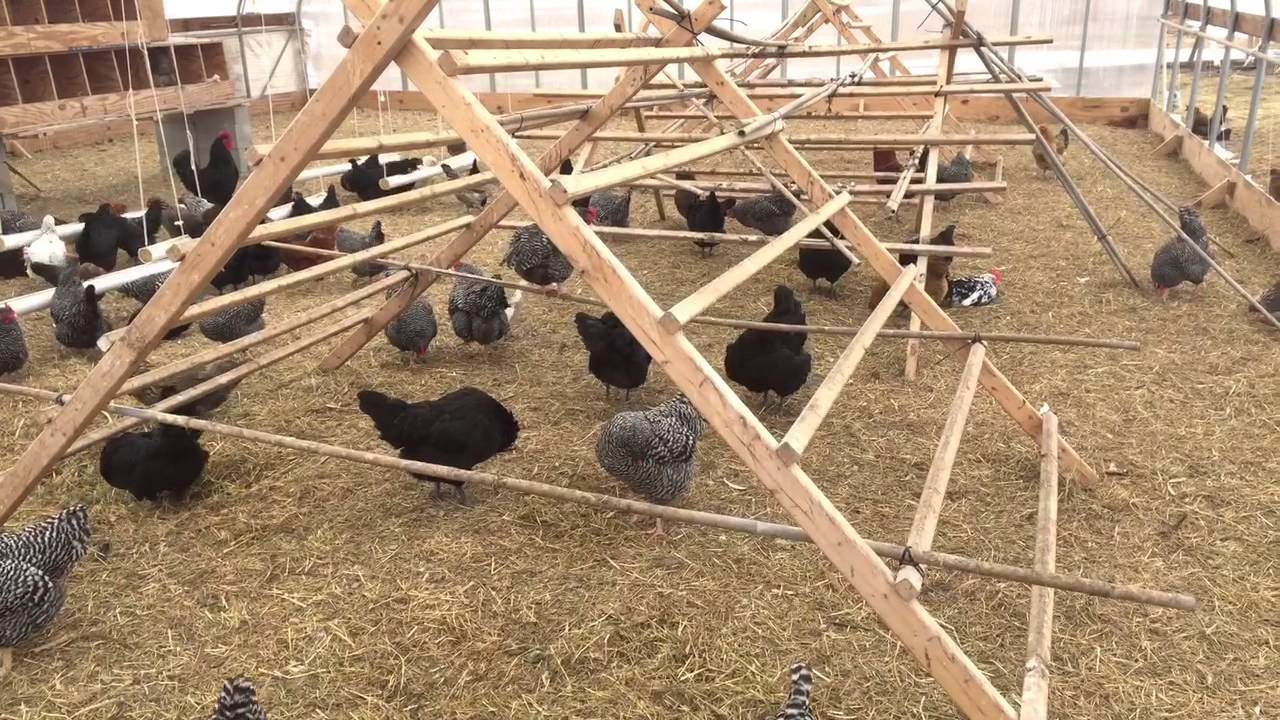 Does deep bedding for chickens generate heat? YouTube