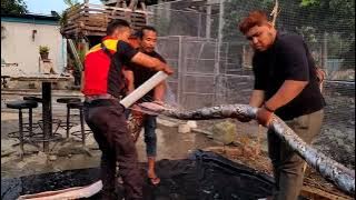 matinya seekor ular sawa raksasa dalam simpanan abe...yang diberinama cikkiah...