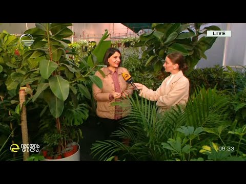 როგორ მოვუაროთ სახლის მცენარეებს ცივ სეზონზე