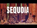 The ultimate sequoia national park travel guide