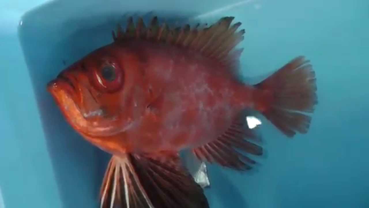 キンメダイは高級魚 漢字では金目鯛と書きます 文字通り金色の眼をした魚 Youtube キンメダイは高級魚 漢字では金目鯛と書きます 文字通り金色の眼をした魚 Youtube