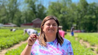 Strawberry Picking 🍓