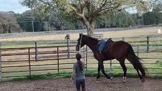 Toussaint FLF and Skye Trot with saddle