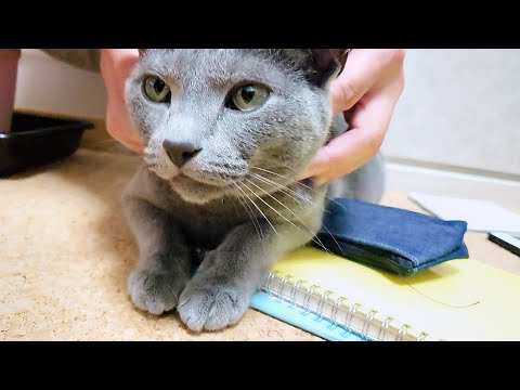 【猫動画】帰宅直後の旦那に甘えるロシアンブルー【russianbule】Russian blue spoiled by husband who came home