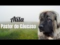 Primeiro dia do Átila em casa - Pastor do Cáucaso (Caucasian Shepherd) new home