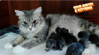 Cat give birth to 5 kittens yesterday