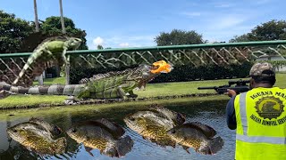 It’s OPEN SEASON For INVASIVE SPECIES in Florida!! Harvesting Pet iguanas &amp; Netting Aquarium Fish!