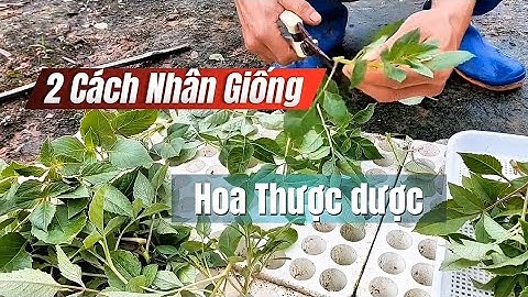 Nhân Giống Hoa Thược Dược bằng 2 Phương Pháp Đơn Giản #kỹ_sư_hảo_hảo | Thược Dược