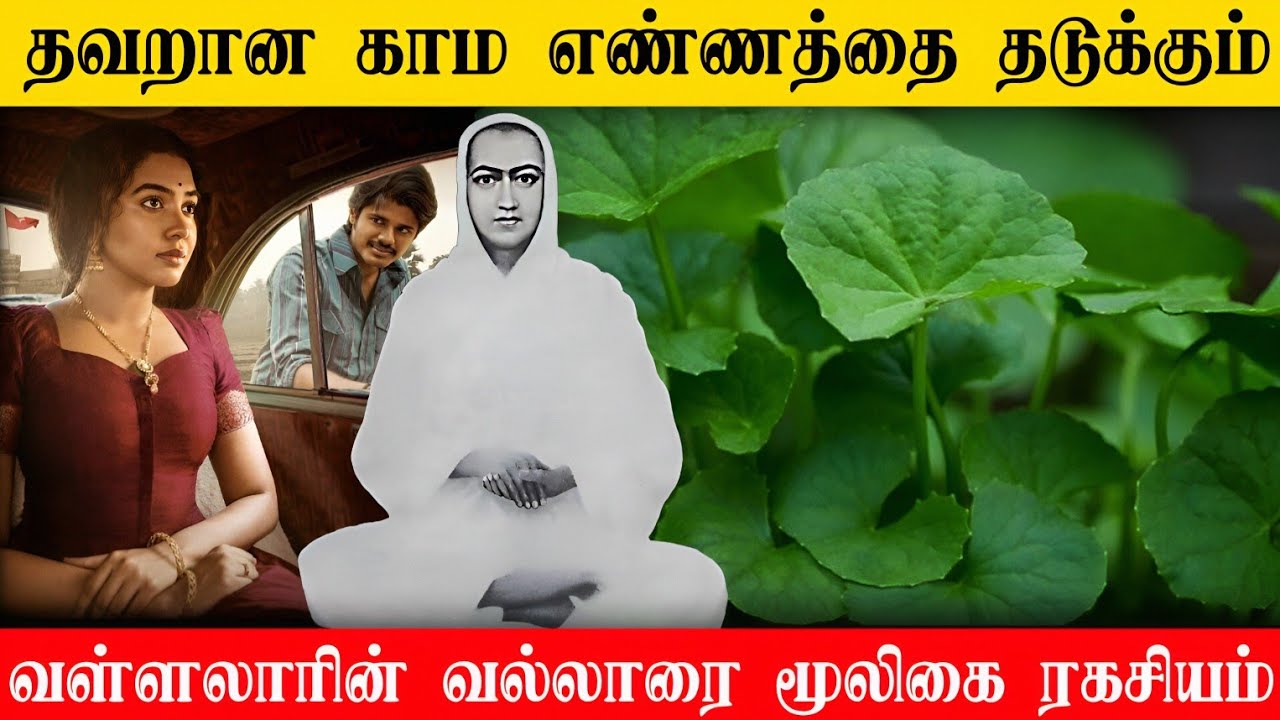 🔴தவறான காம எண்ணத்தை தடுக்கும்|Vallalar's herbal secret| வள்ளலாரின் வல்லாரை மூலிகை ரகசியம்|