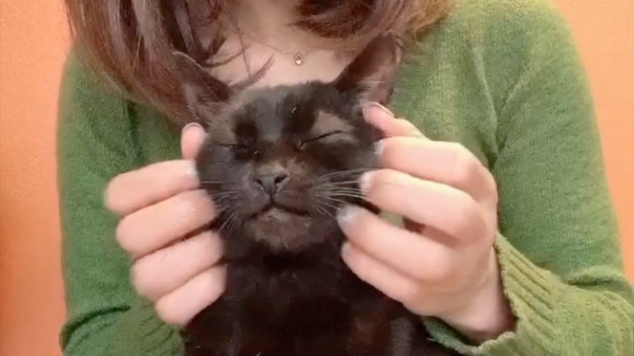 Black cat enjoying the head massage YouTube