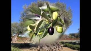 Proyecto: Salimos al entorno. Las plantas. CPR Maestro José Alcolea. Argallon