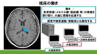 No10 脳画像の診方及び簡単な機能解剖の説明　視床・大脳基底核・内包後脚