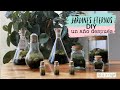 Jardín Eterno en una botella cerrada un año después - Ideas DIY con plantas