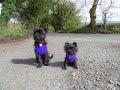 A whole load of Affenpinscher Puppy FUN の動画、YouTube動画。