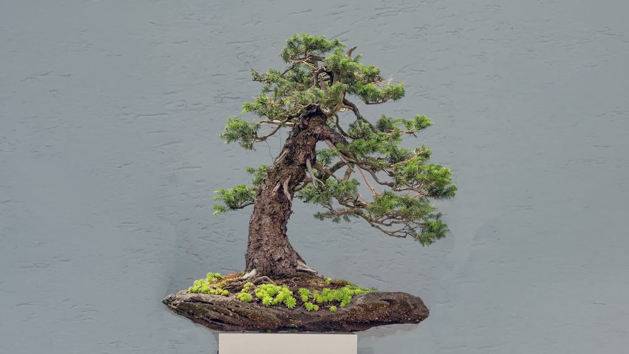 Девять деревьев с Уолтером Поллом: европейская ель №1