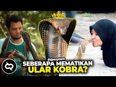 Video: Apakah kobra menyerang manusia?