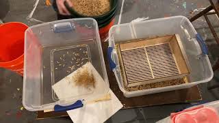 Separating Pupa from Mealworms December 29 2019 - How to Maintain your Mealworm Farm Tips For Separating Mealworms And Beetles