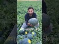 India S Best Watermelon Field 2024 Syngenta Simbha Shorts Viral