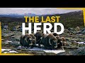 The last muskox in sweden are dying out  heres how we can help