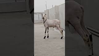 Vilayati Menda Vilayati Sheep #vilayati #vilaytisheep #sheep #animals #goat #bakra #karnataka #yt
