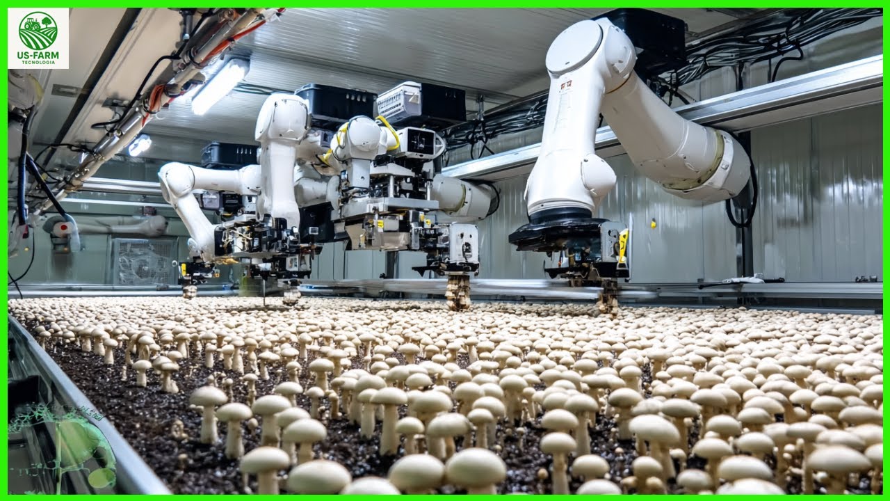 Inside America’s High-Tech Mushroom Farms — Where Nature Meets Innovation