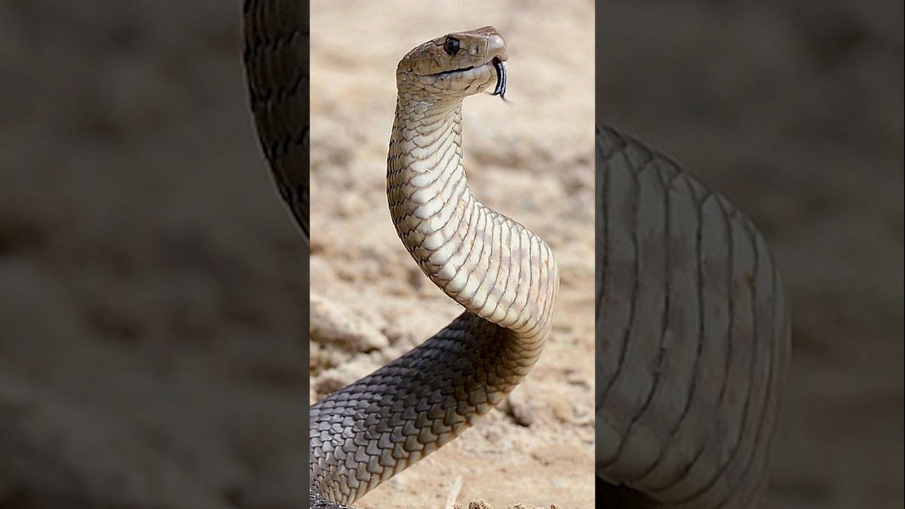 Eastern brown snake | Terrifying Snakes That Are Actually Friendly