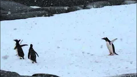 Gentoo Penguin: "I Wanna Fly High!" @ Petermann Island, Antarctic Peninsula