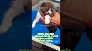 Apa Akibat Memandikan Kucing dengan Sampo Manusia? #short #kucing #kucinglucu #kucingmandi #cat