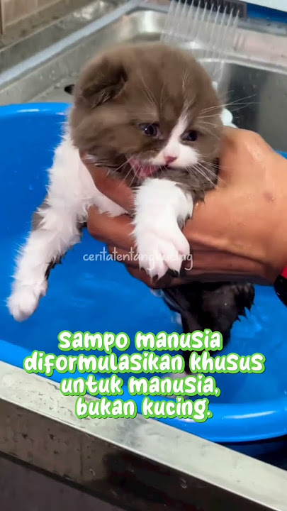 Apa Akibat Memandikan Kucing dengan Sampo Manusia? #short #kucing #kucinglucu #kucingmandi #cat