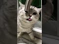 #cat #kitty #kittycat #fyp