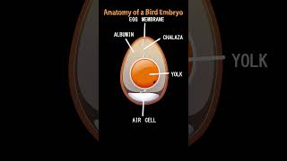 birds egg anatomy I chicken egg I  #shortsvideo #youtubeshorts #shortsfeed