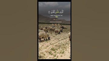 سورة العلق#surah #quran #duet #love #islamicvideo