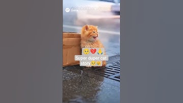 She Saved the Kitten They Left to Die 😭💔 #shorts #catstory