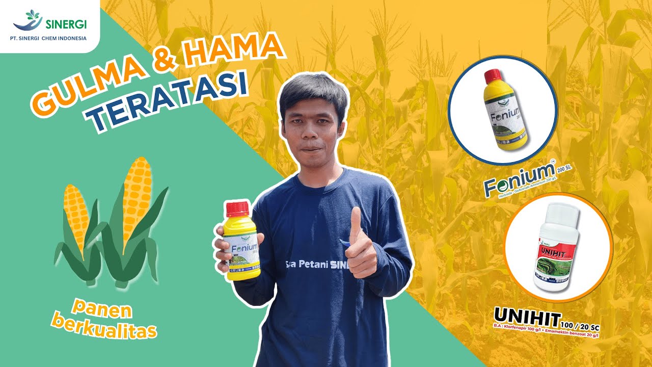 Rahasia Sukses Bertani Jagung ala Pak Imam ! Dijamin Gulma dan Hama Lenyap Semalam