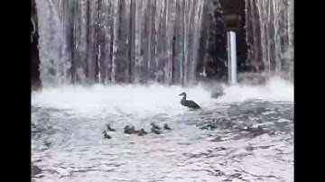 Mom Flies First… Then Her Babies Conquer the Impossible 🐥🚀🦆