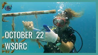 October Marine Conservation Intership RECAP / WSORC