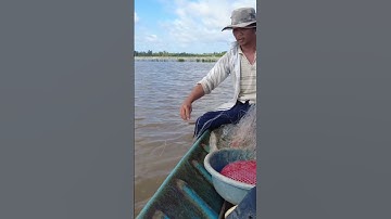 cá rô đầu tiên#short