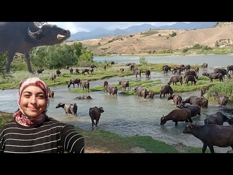 BİR GÜN BOYUNCA ÇOBANLIK🐃🐃