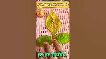 जो व्यक्ति बेलपत्र में चंदन और शहद लगाकर शिव को समर्पित करता है किस्मत और भाग्य बदल जाता है #shorts