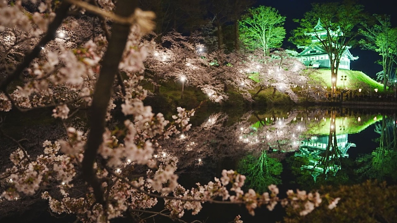 高田城址公園観桜会 満開の日本三大夜桜 | 上越妙高タウン情報