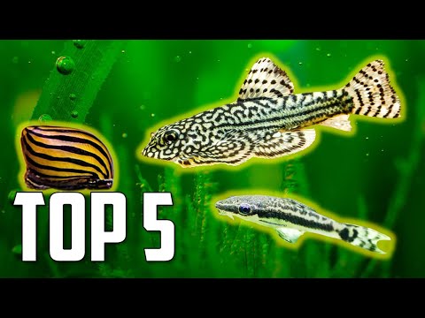 Video: Top 5 sladkovodní akvarijní ryby a citrusy, které jedí řasy