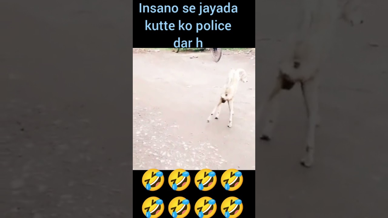 Ye kis ka kutta hai bhai#funny dog whatsapp status #comedy video #shorts